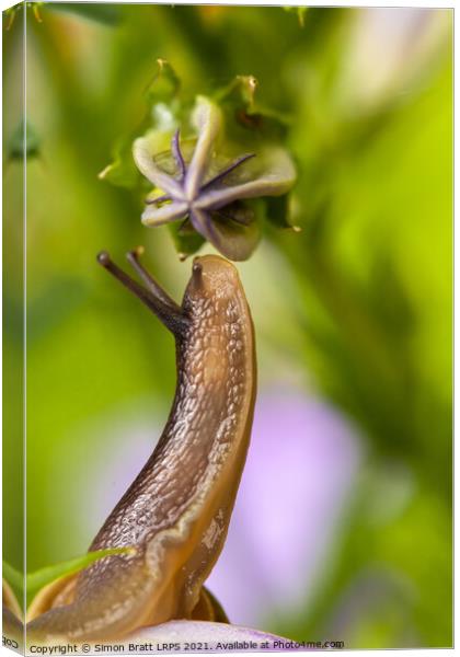 Cute garden snail close up sniffing a flower bud Canvas Print by Simon Bratt LRPS