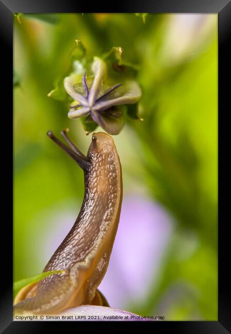 Cute garden snail close up sniffing a flower bud Framed Print by Simon Bratt LRPS