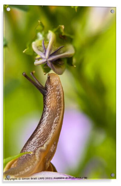 Cute garden snail close up sniffing a flower bud Acrylic by Simon Bratt LRPS
