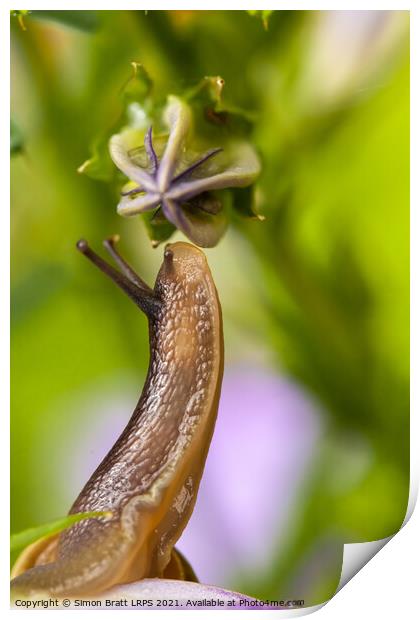 Cute garden snail close up sniffing a flower bud Print by Simon Bratt LRPS