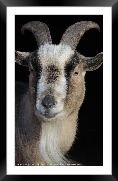 Billy The Goat  Framed Mounted Print by Les Schofield