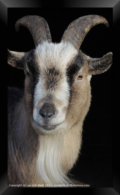 Billy The Goat  Framed Print by Les Schofield