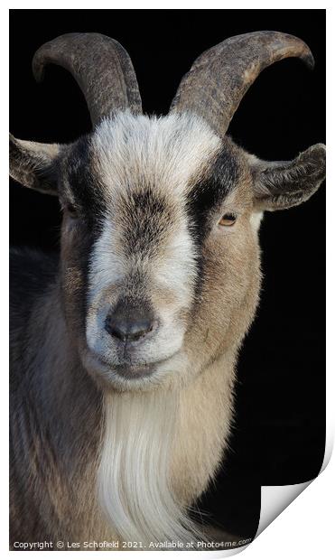 Billy The Goat  Print by Les Schofield