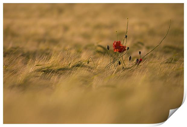 Lonely Poppy. Print by Andrew Wheatley