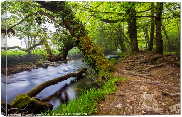 River Fowey in Cornwall, UK Canvas Print by Chris Dorney