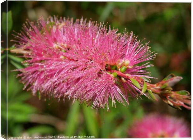 Bottle Brush Plant Canvas Print by Sam Robinson