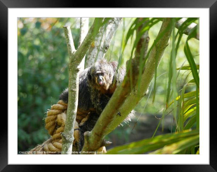 Monkey Sticking out tongue! Framed Mounted Print by Sam Robinson