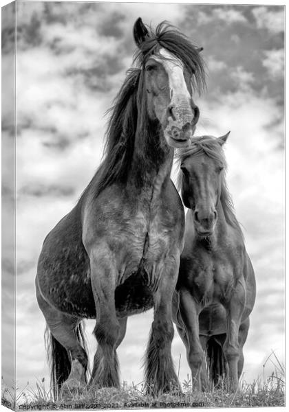 Wild Scottish Horses Canvas Print by Alan Simpson