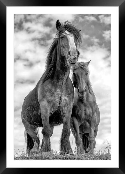 Wild Scottish Horses Framed Mounted Print by Alan Simpson