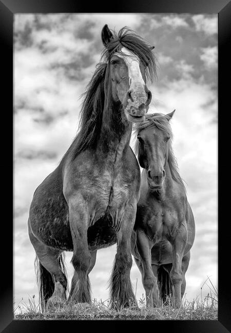 Wild Scottish Horses Framed Print by Alan Simpson