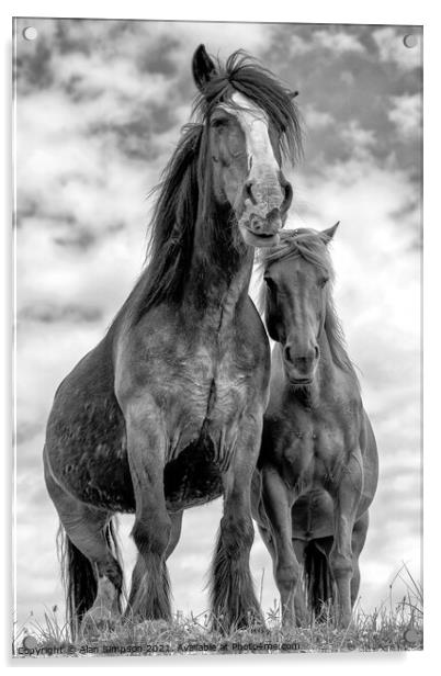 Wild Scottish Horses Acrylic by Alan Simpson