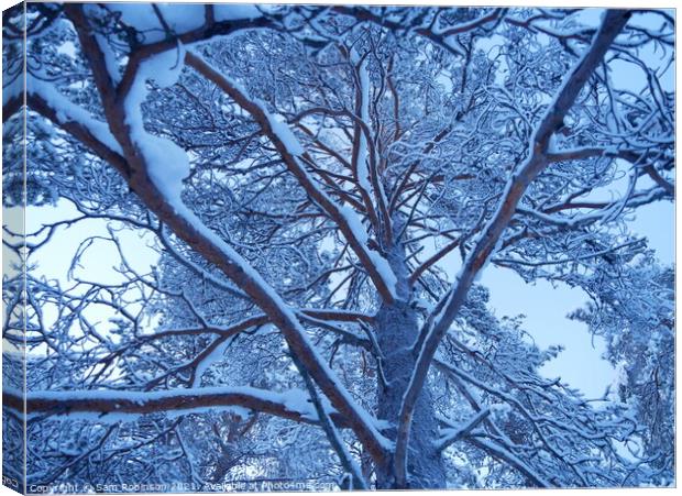 Snow covered Tree branches Canvas Print by Sam Robinson