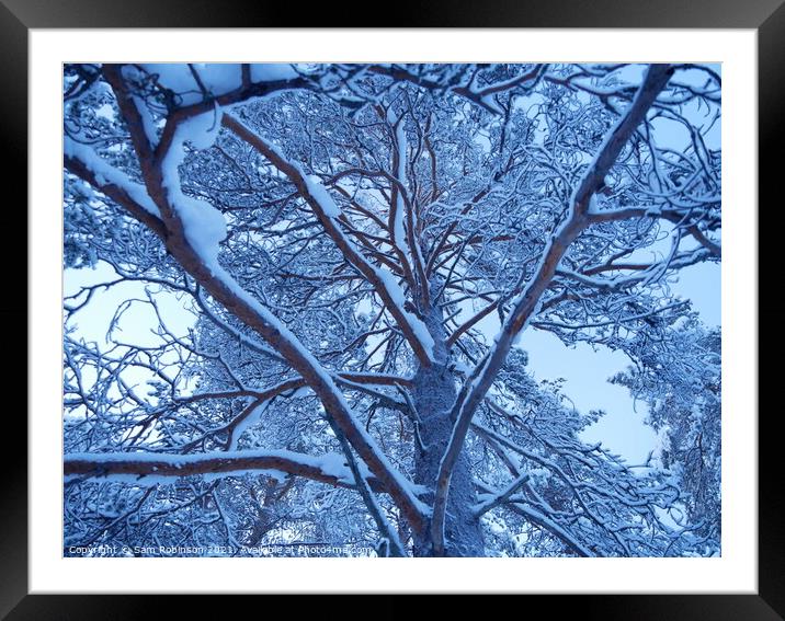 Snow covered Tree branches Framed Mounted Print by Sam Robinson