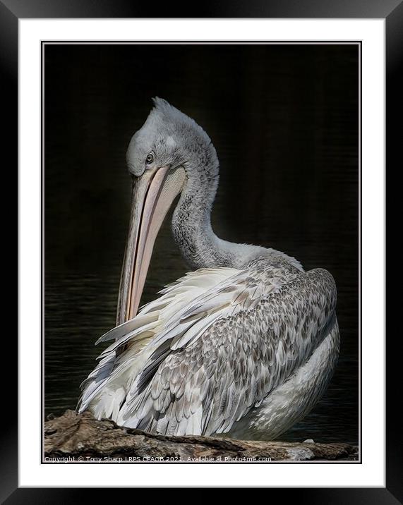 GREAT WHITE PELICAN (Pelecanus onocrotalus) PREENING Framed Mounted Print by Tony Sharp LRPS CPAGB