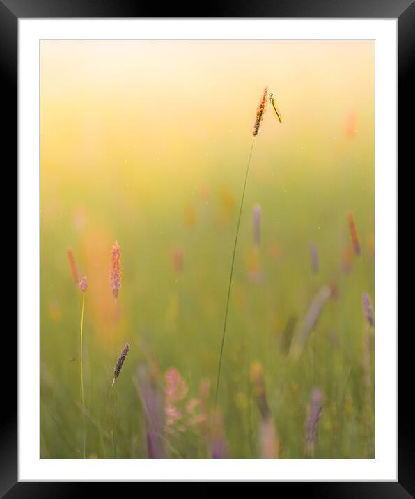 Summer Meadow Framed Mounted Print by Mark Jones