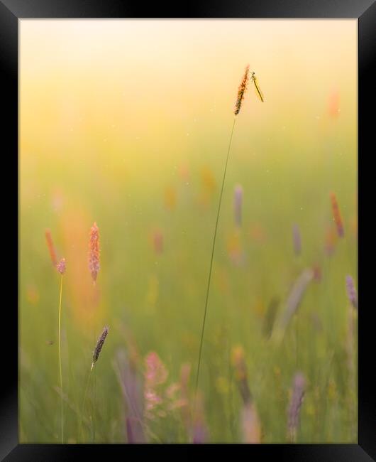Summer Meadow Framed Print by Mark Jones