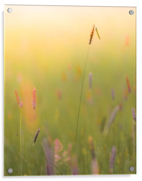 Summer Meadow Acrylic by Mark Jones