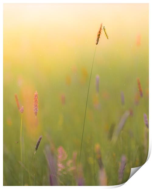 Summer Meadow Print by Mark Jones