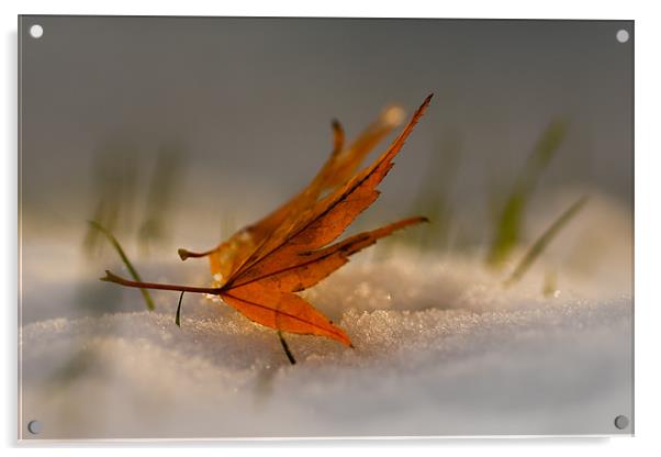 Winter fall Acrylic by Izzy Standbridge