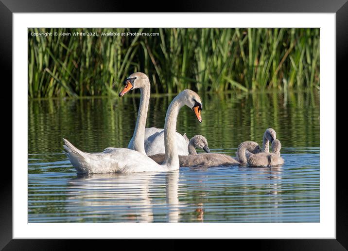Swan Cygnet family Framed Mounted Print by Kevin White