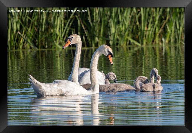 Swan Cygnet family Framed Print by Kevin White