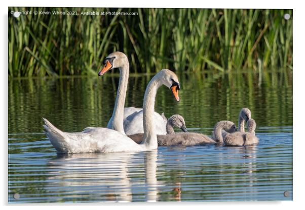 Swan Cygnet family Acrylic by Kevin White