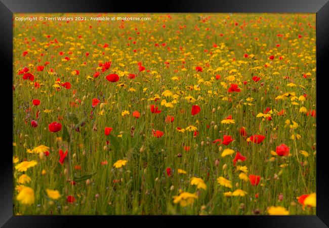 Poppies and Corn Marigolds Framed Print by Terri Waters