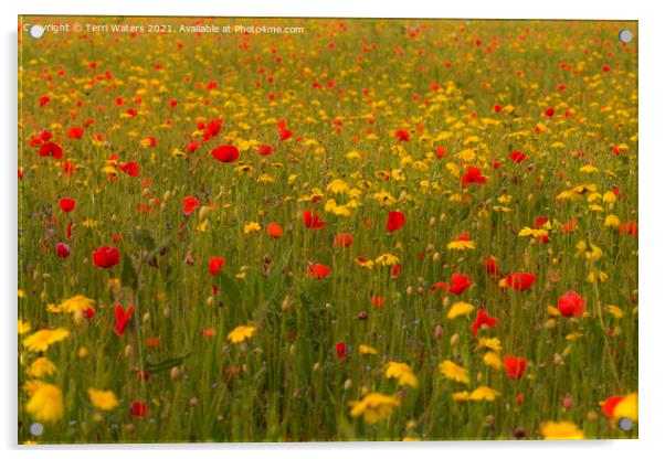 Poppies and Corn Marigolds Acrylic by Terri Waters