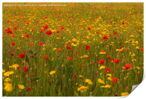 Poppies and Corn Marigolds Print by Terri Waters