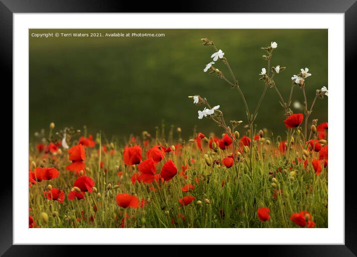 Poppies and White Campion Framed Mounted Print by Terri Waters