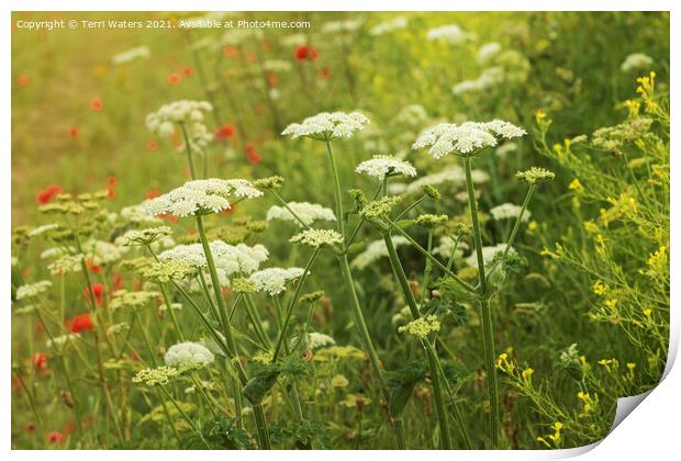 Wild Flowers Print by Terri Waters