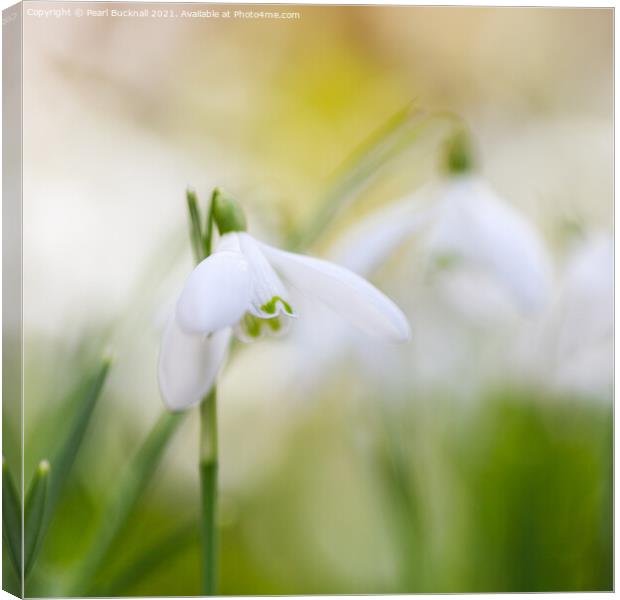 Beautiful Snowdrops Flowers Abstract Canvas Print by Pearl Bucknall