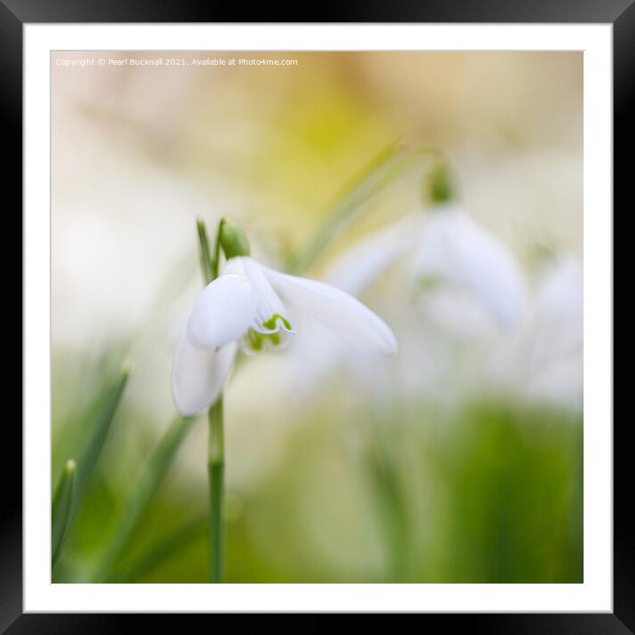 Beautiful Snowdrops Flowers Abstract Framed Mounted Print by Pearl Bucknall