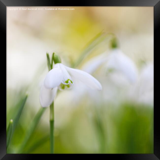Beautiful Snowdrops Flowers Abstract Framed Print by Pearl Bucknall