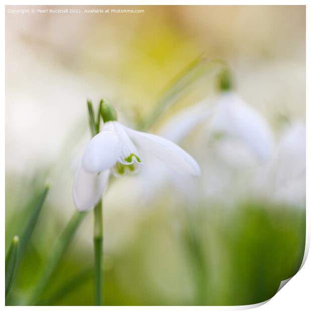 Beautiful Snowdrops Flowers Abstract Print by Pearl Bucknall