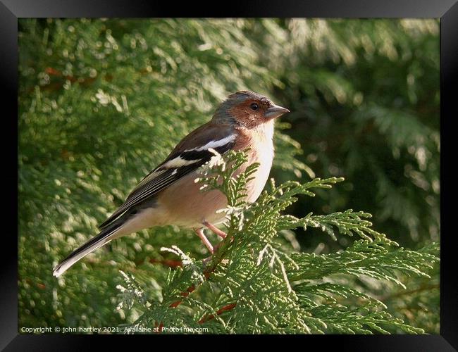 Chaffinch close up Framed Print by john hartley