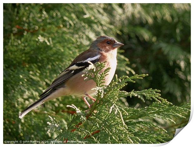 Chaffinch close up Print by john hartley