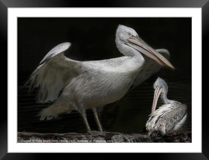 TWO GREAT WHITE PELICANS (Pelecanus onocrotalus) AT REST BY A LAKE Framed Mounted Print by Tony Sharp LRPS CPAGB
