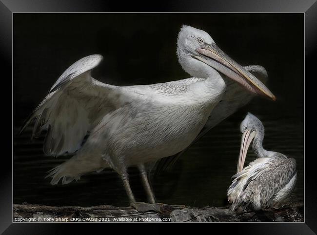 TWO GREAT WHITE PELICANS (Pelecanus onocrotalus) AT REST BY A LAKE Framed Print by Tony Sharp LRPS CPAGB