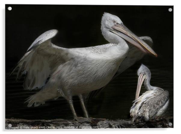 TWO GREAT WHITE PELICANS (Pelecanus onocrotalus) AT REST BY A LAKE Acrylic by Tony Sharp LRPS CPAGB