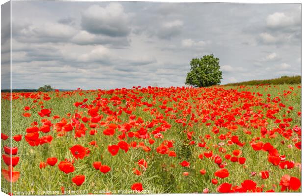 Field Poppies at West Middleton Jun 2021 Canvas Print by Richard Laidler