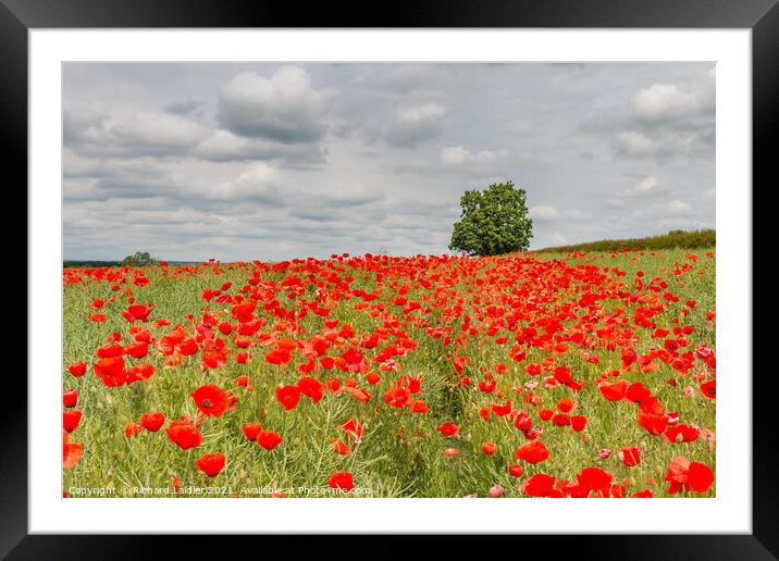Field Poppies at West Middleton Jun 2021 Framed Mounted Print by Richard Laidler