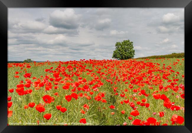 Field Poppies at West Middleton Jun 2021 Framed Print by Richard Laidler