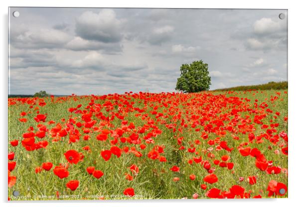 Field Poppies at West Middleton Jun 2021 Acrylic by Richard Laidler