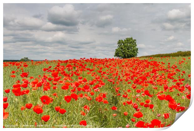 Field Poppies at West Middleton Jun 2021 Print by Richard Laidler