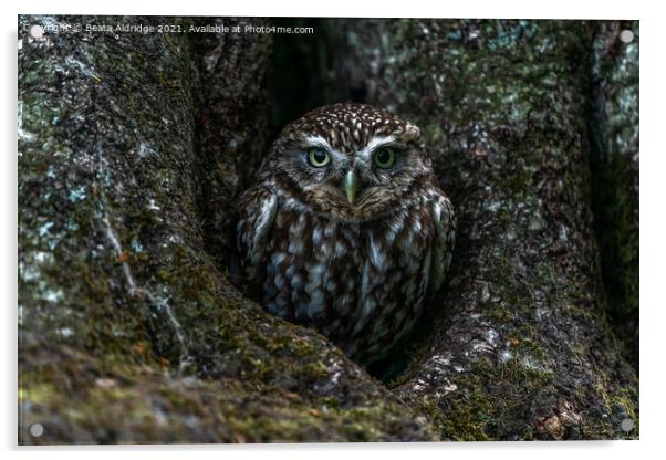 Little owl Acrylic by Beata Aldridge