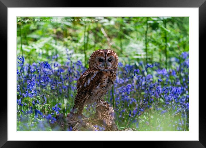 Tawny Owl Framed Mounted Print by Beata Aldridge