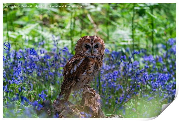 Tawny Owl Print by Beata Aldridge
