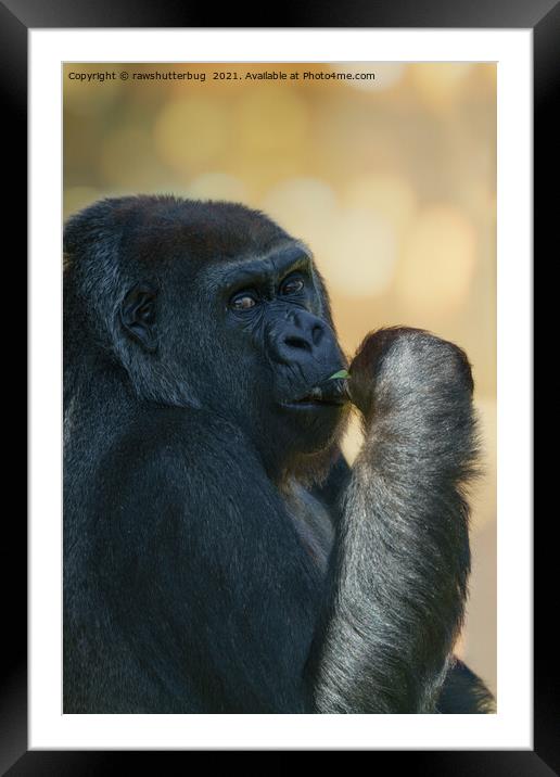 Beautiful Gorilla Lady Framed Mounted Print by rawshutterbug 