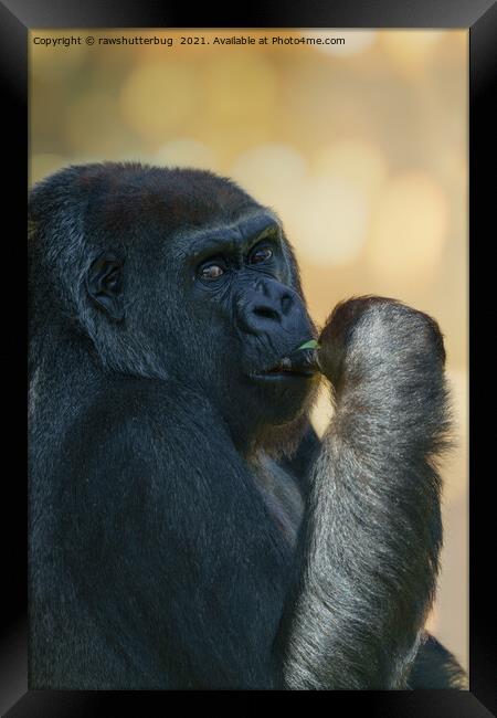 Beautiful Gorilla Lady Framed Print by rawshutterbug 